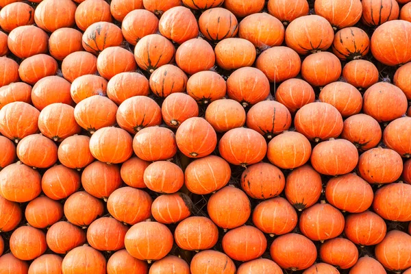 Haufen orangefarbener Kürbisse — Stockfoto