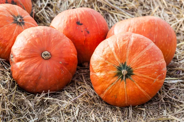 Pomarańczowe dynie w wierszu — Zdjęcie stockowe