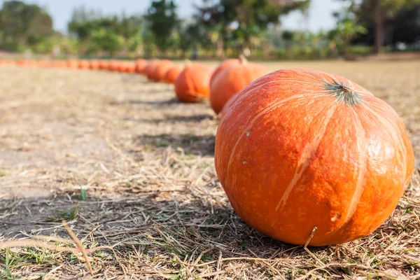 Orangefarbene Kürbisse in Reihe — Stockfoto