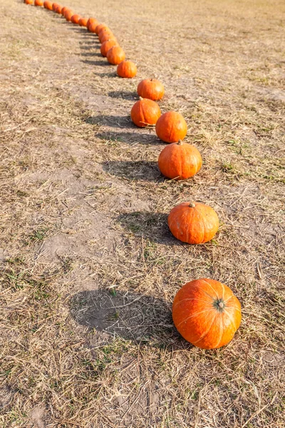 Abóboras de laranja em linha — Fotografia de Stock