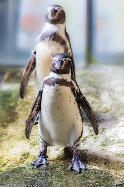Humboldt Penguin(Peruvian Penguin) — Stock Photo, Image