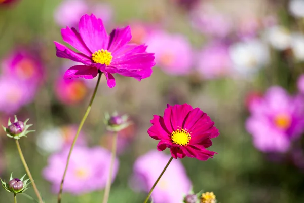 Pink cosmos flower close up — Stock Photo, Image