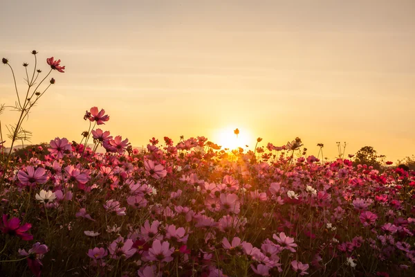 Pink cosmos with sunset — Stock Photo, Image