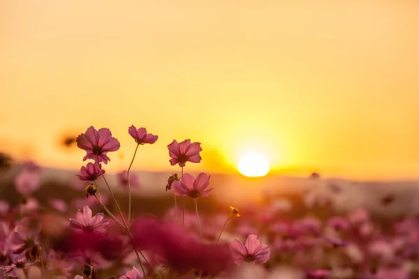 Pink cosmos with sunset — Stock Photo, Image