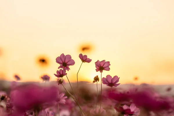 Cosmos rosa com pôr do sol — Fotografia de Stock