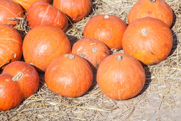 Abóboras de laranja na palha — Fotografia de Stock