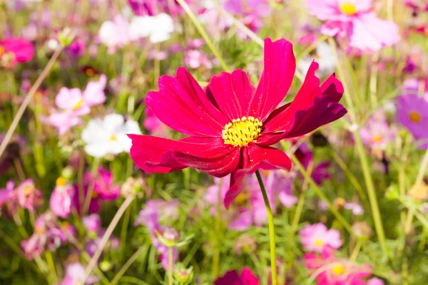 Red cosmos flower close up — Stock Photo, Image