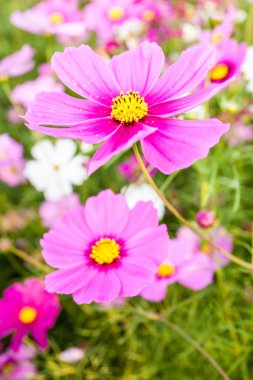 pembe cosmos çiçek yakın çekim