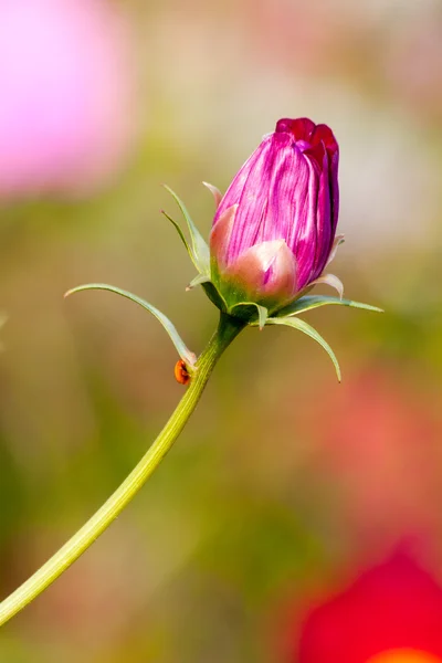 ピンクのコスモスの芽がクローズ アップ — ストック写真
