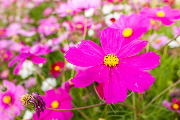 Pink cosmos flower close up — Stock Photo, Image