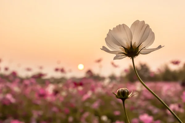 White cosmos with sunset — Stock Photo, Image