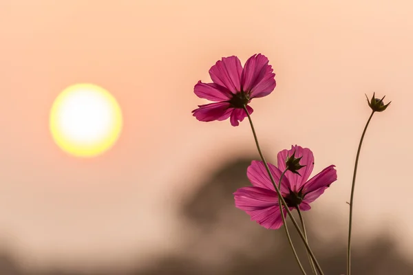 Cosmos rosa com pôr do sol — Fotografia de Stock