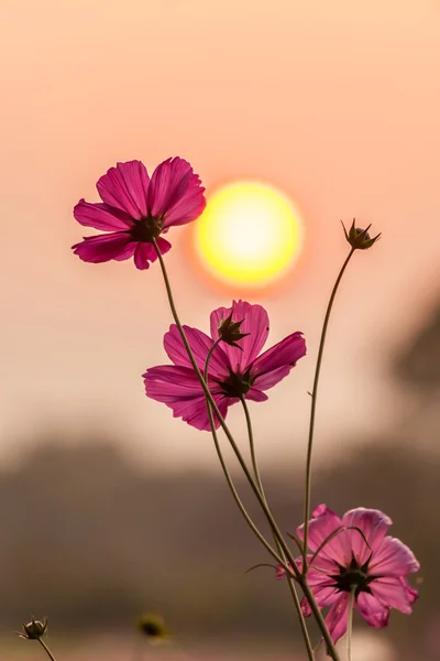 Pink cosmos with sunset — Stock Photo, Image