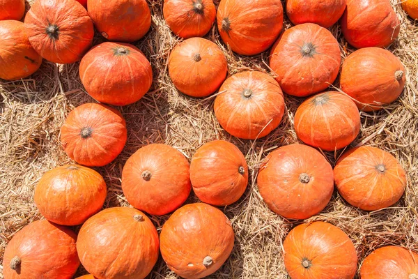 Zucche arancioni su paglia — Foto Stock