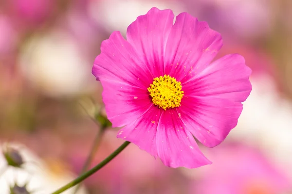 Pink cosmos flower close up — Stock Photo, Image