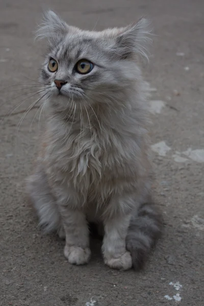 Gray cat side view portrait — Stock Photo, Image