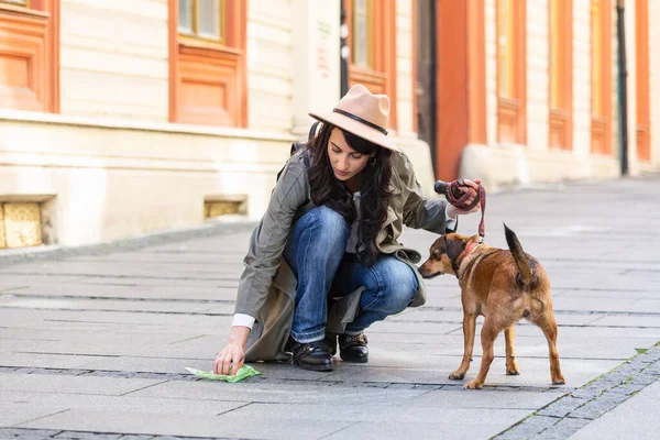 Young woman cleaning dogs excrement on street, Pet owner picks up dog\'s poop cleaning up mess.