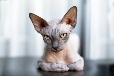Kılsız kedi sfenksi güneşli bir günde kanepede oturuyor. Yaz günü konsepti