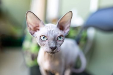 Güneşin üzerinde oturan güzel gri bir sfenks kedisi. Kedi zarifçe yatağa uzanıyor.