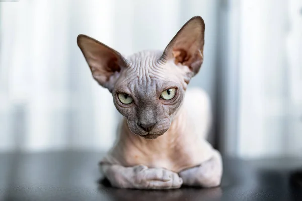 Cat Sphinx Hair Sitting Couch Sunny Day Summer Day Concept — Foto de Stock