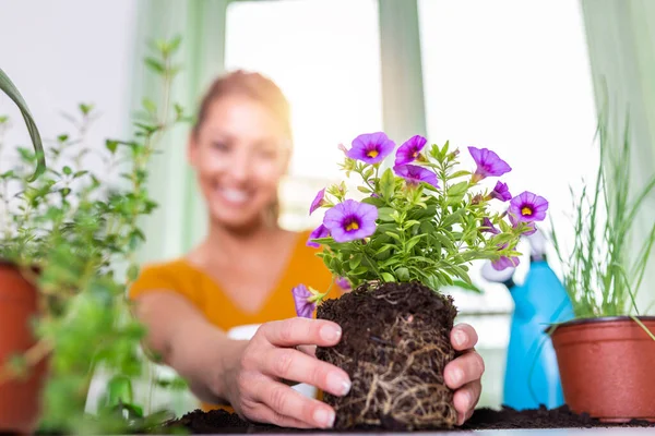 Lovely housewife with flower in pot and gardening set. Work at home. Planting a flower and spring cleaning. The housewife changes ground for a plant. Care for a potted plant