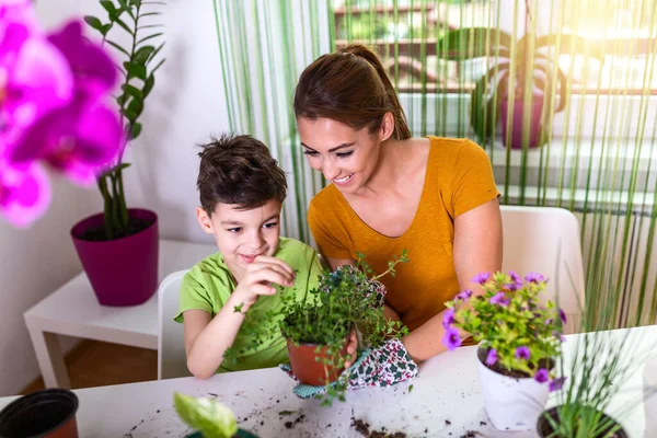 family mother and son grow flowers, transplant seedlings in the gardeners. Lovely mother with her boy taking care of flower in pot and gardening set. Care for a potted plant