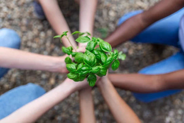 Mãos Segurando Planta Jovem Vista Superior Nova Vida Eco Vida — Fotografia de Stock