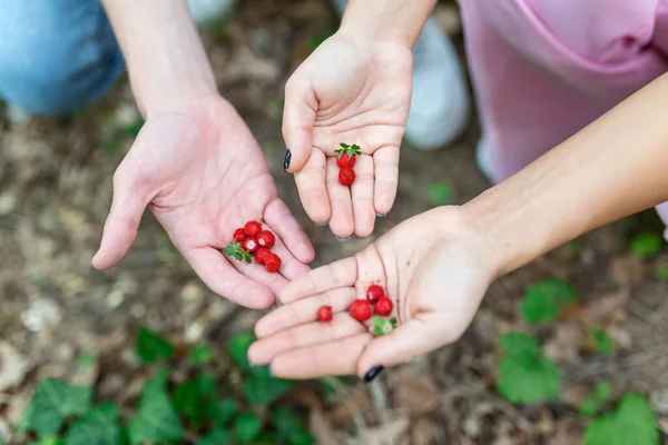 Junges Paar Pflückt Waldbeeren — Stockfoto