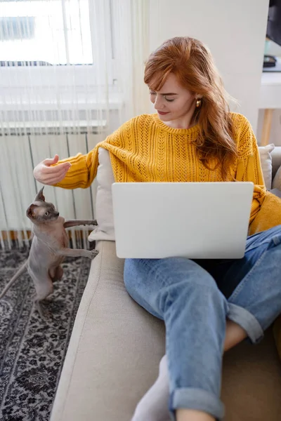 Молода Красива Жінка Працює Онлайн Вдома Красива Кішка Сфінкс Відволікає — стокове фото