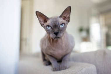 Sphynx kedisi evinde ilginç bir konumda.