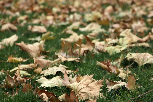 Herfstbladeren — Stockfoto