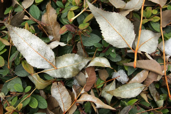 Hojas de otoño —  Fotos de Stock