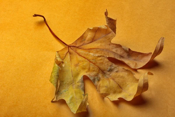 紅葉 — ストック写真