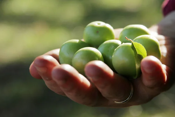 Ameixa verde — Fotografia de Stock