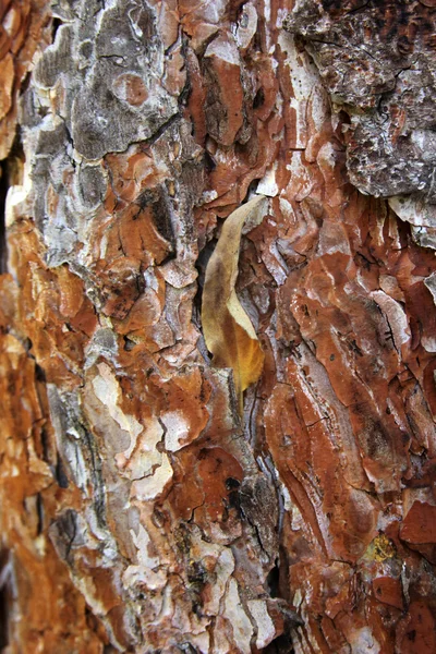 Old Tree — Stock Photo, Image