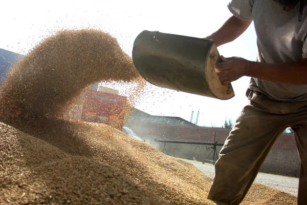 Animal feed — Stock Photo, Image