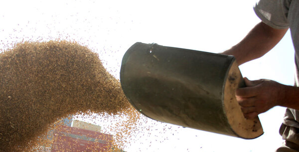 Корм для животных