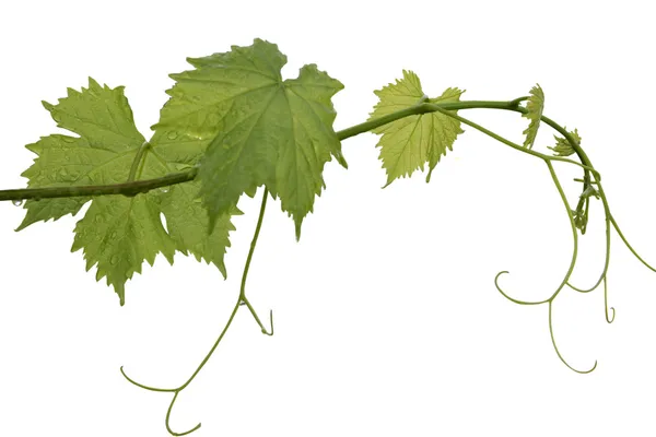 Vine leaf — Stock Photo, Image