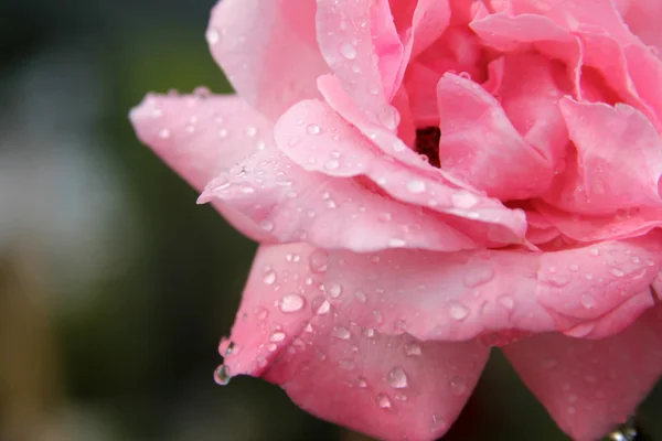 Lyserød rose - Stock-foto