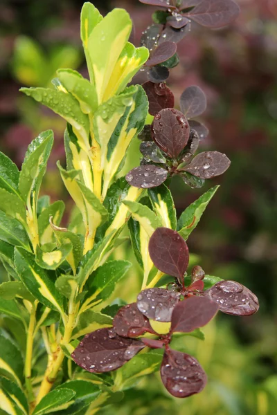Folha e gotas de chuva — Fotografia de Stock