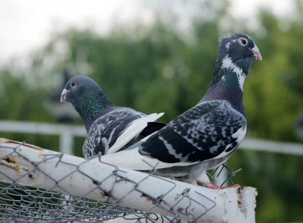 Pombo — Fotografia de Stock