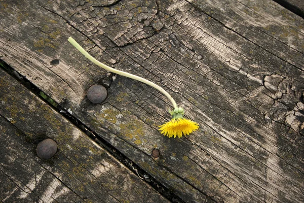 Flor — Fotografia de Stock