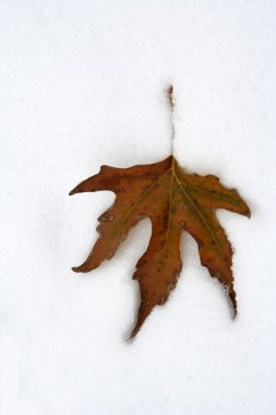 yaprak ve kar
