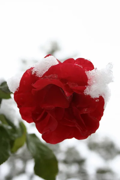 Rose et neige — Photo