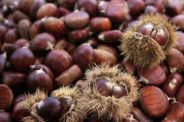 Castanha — Fotografia de Stock