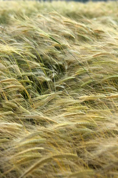 Wheat field — Stock Photo, Image