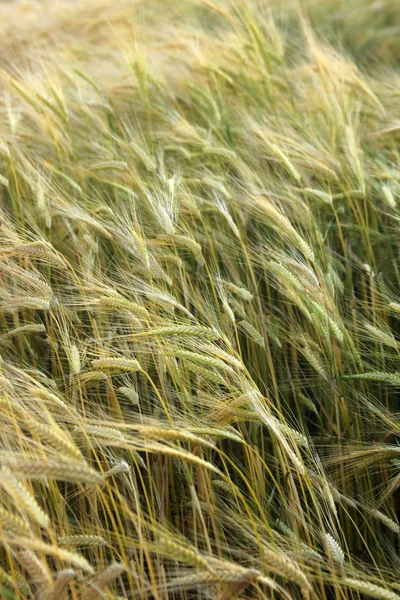 Wheat field — Stock Photo, Image