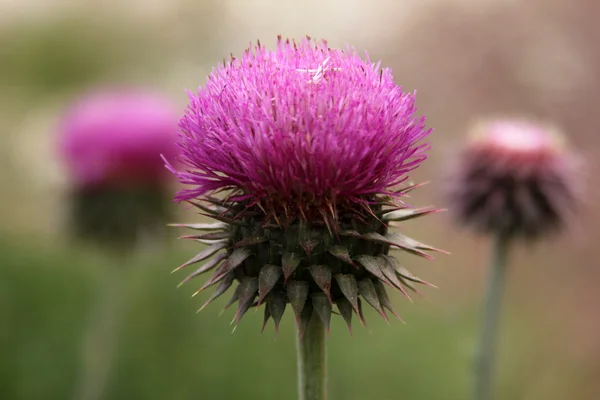 Espinho rosa — Fotografia de Stock