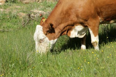 Yeşil çayırdaki inek.
