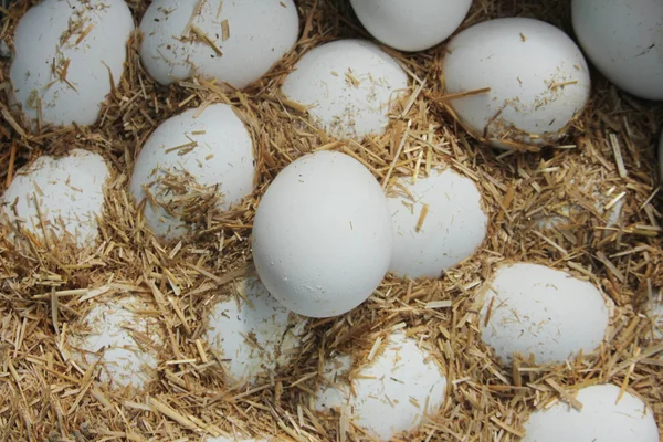 ヘイ - で新鮮な農場の卵をクローズ アップ — ストック写真